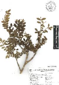 Bursera ariensis image