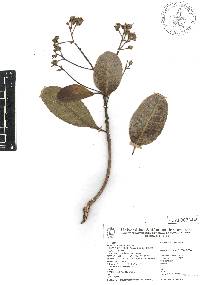 Anacardium occidentale image