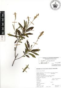 Cordia curassavica image