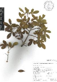 Trichilia trifolia image