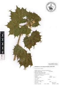 Cnidoscolus angustidens image