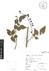 Rhus terebinthifolia image