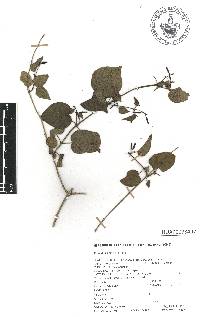 Paederia ciliata image