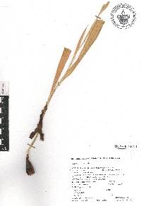 Tigridia meleagris image