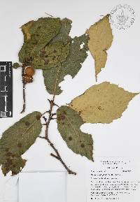 Quercus candicans image