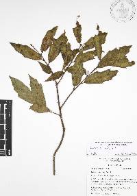 Quercus affinis image