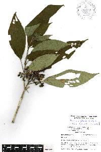 Miconia oligotricha image