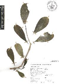 Cascabela ovata image