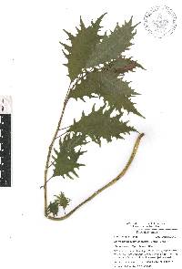 Centropogon grandidentatus image