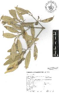 Laguncularia racemosa image