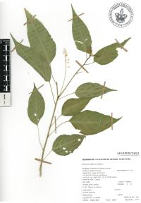 Rivina humilis image