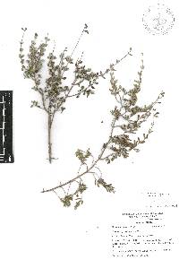 Salvia thymoides image