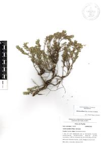 Salvia axillaris image