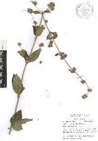 Lippia oaxacana image