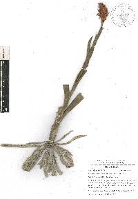 Dichromanthus cinnabarinus image