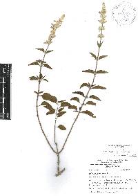 Salvia breviflora image