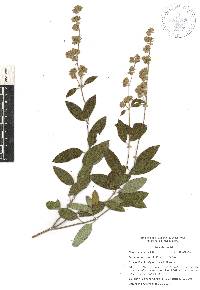 Lippia oaxacana image