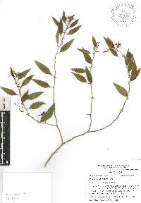 Vallesia glabra image