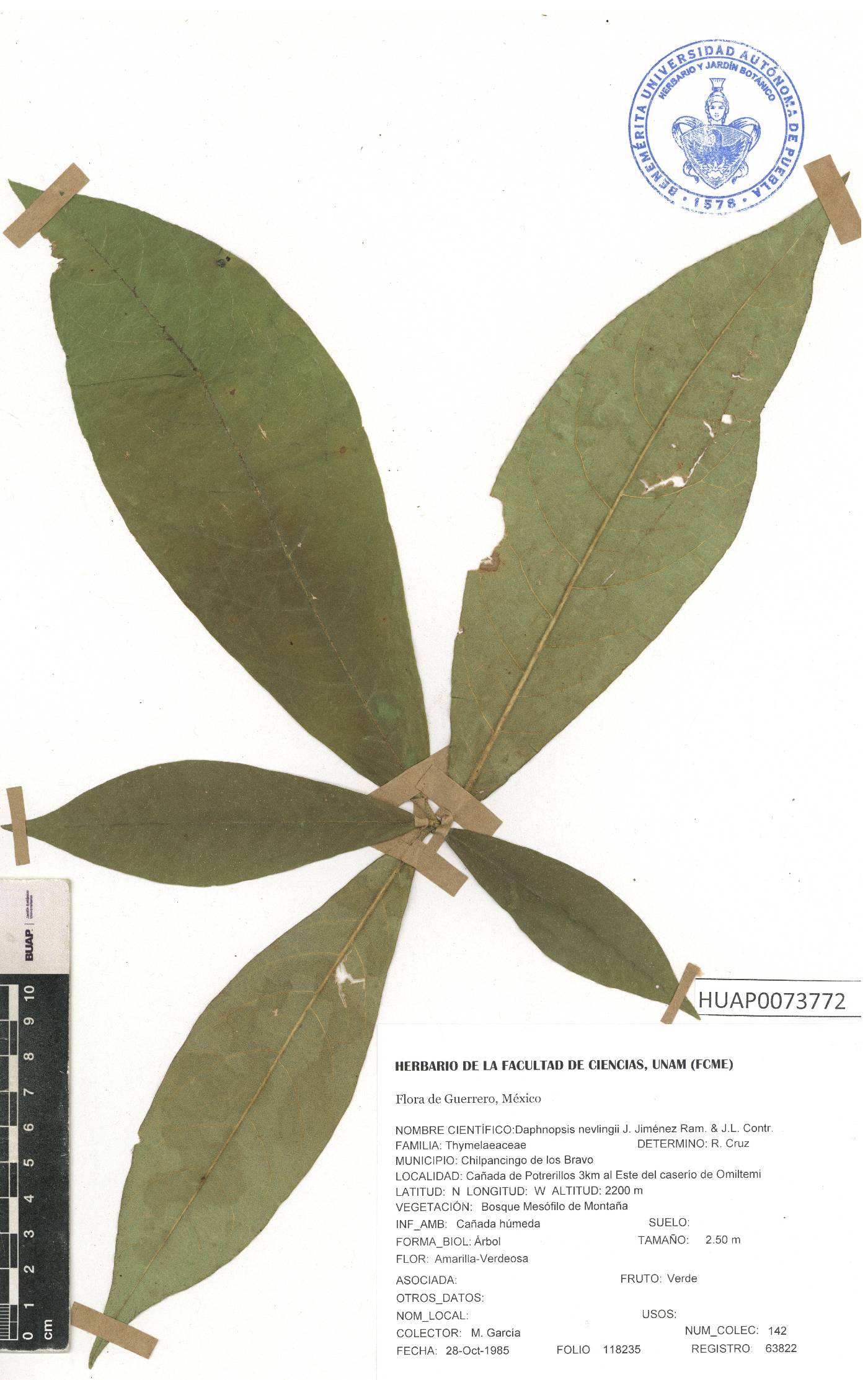 Daphnopsis nevlingii image