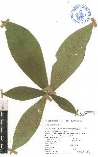 Image of Daphnopsis nevlingii