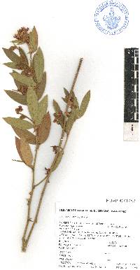 Eriosema multiflorum image