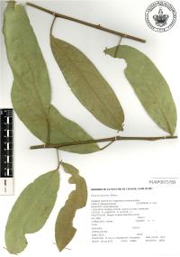 Hyperbaena mexicana image