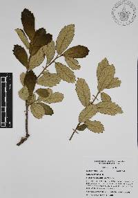 Quercus ariifolia image