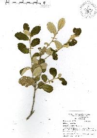 Quercus ariifolia image