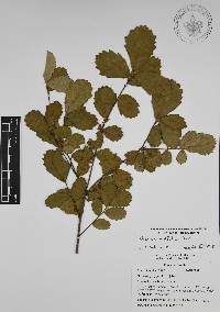 Quercus ariifolia image