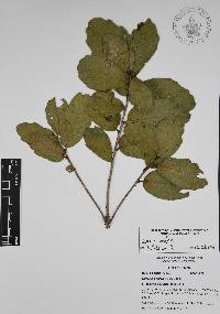 Quercus ariifolia image