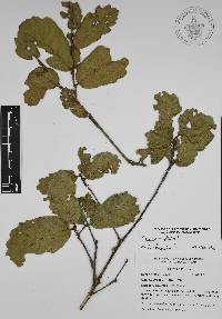 Quercus ariifolia image