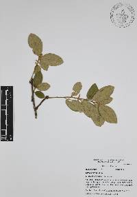 Quercus ariifolia image