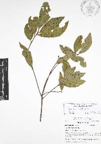 Quercus affinis image