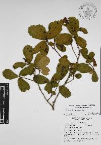 Quercus ariifolia image