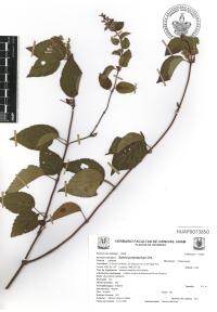 Salvia polystachia image