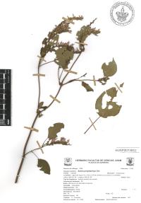 Salvia polystachia image