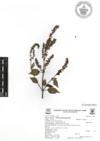 Salvia polystachia image