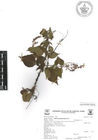 Salvia polystachia image