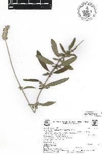 Salvia lavanduloides image