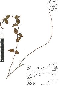 Salvia polystachia image