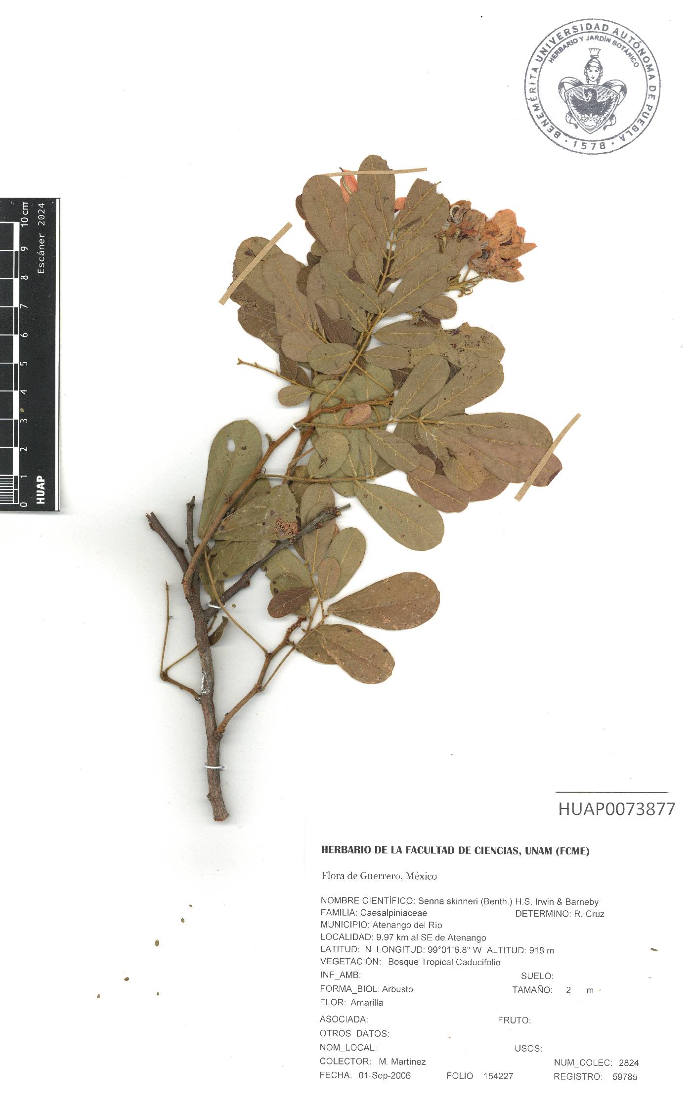 Senna skinneri image