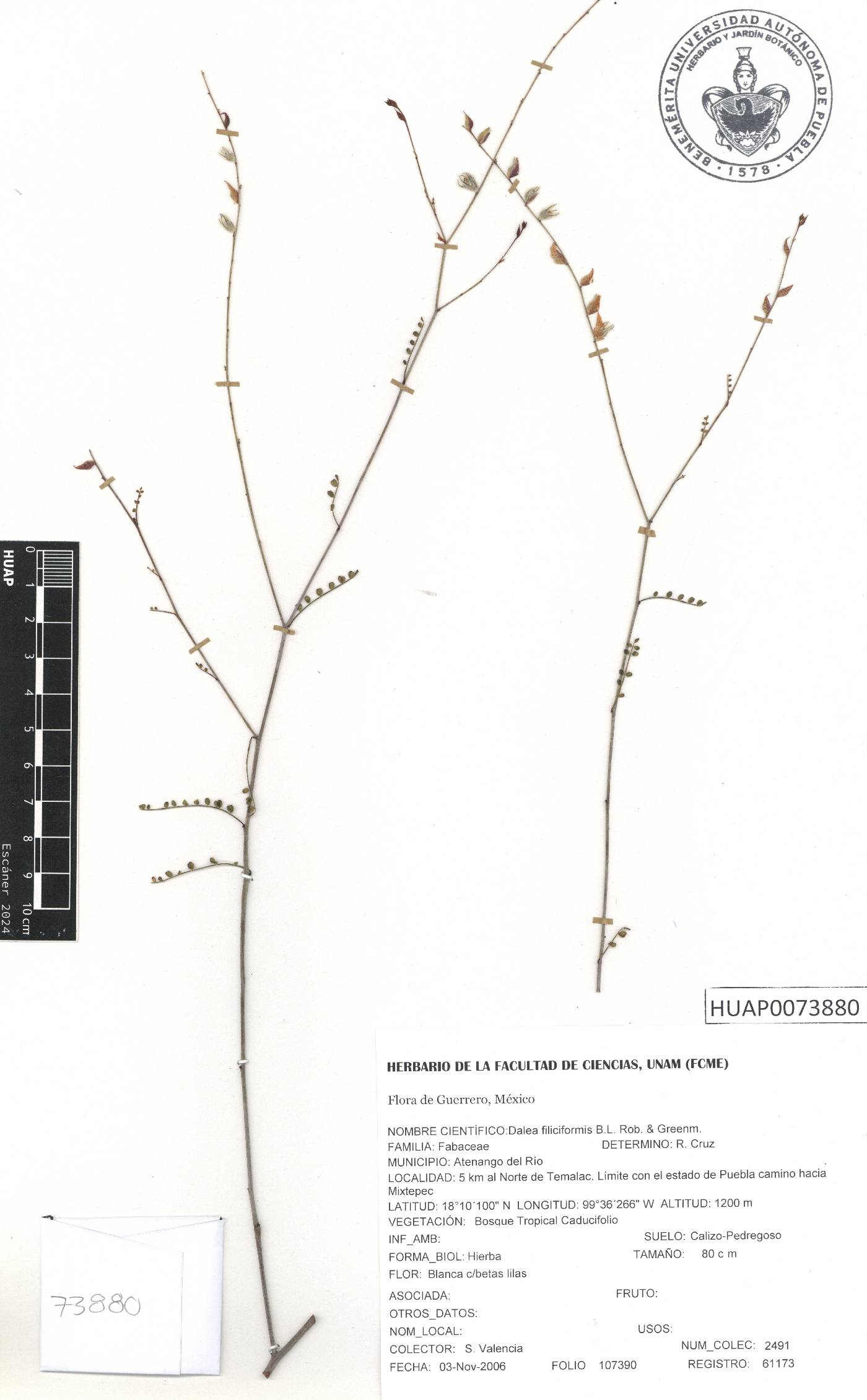 Dalea filiciformis image