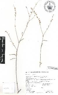 Dalea filiciformis image