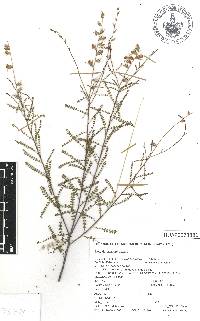 Dalea filiciformis image