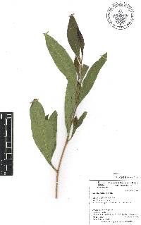 Dodonaea viscosa image