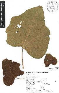 Jatropha curcas image