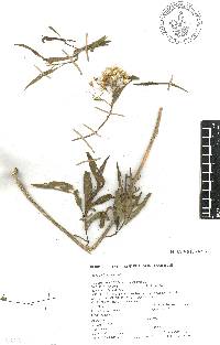 Barkleyanthus salicifolius image