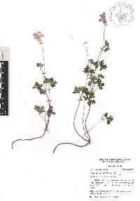 Geranium potentillifolium image