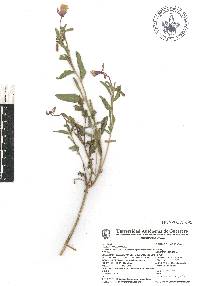 Oenothera pubescens image