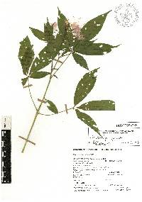 Cleoserrata speciosa image